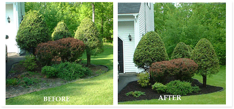mulch before and after